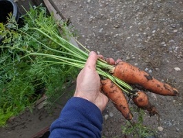 carrots